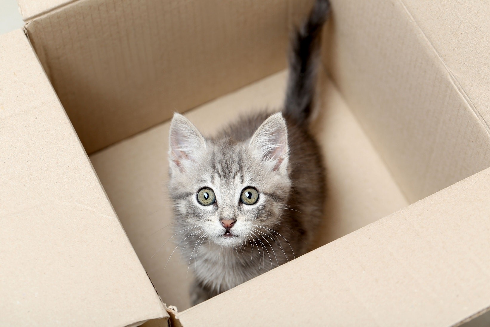 Malé koťátko koukající z kartonové krabice